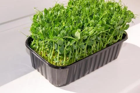 Microgreens on a white background. Growing sprouts. Stock Photos