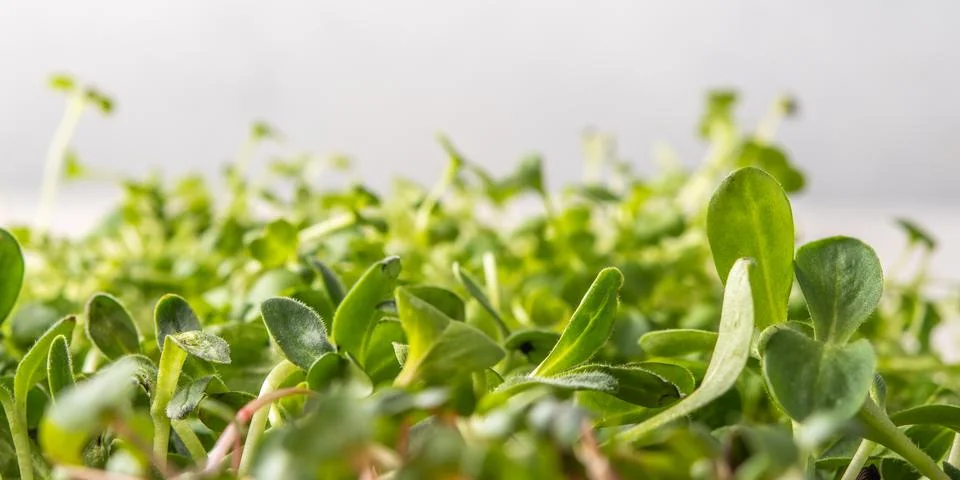 Microgreens on white background, selective macro focus Stock Photos