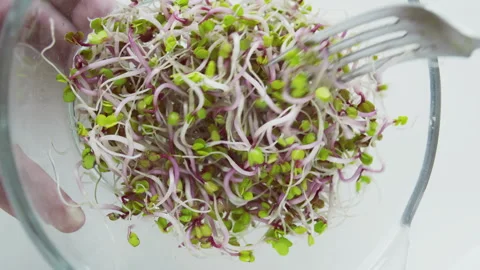 Microgreens on a white plate.  Stock Footage 258579823