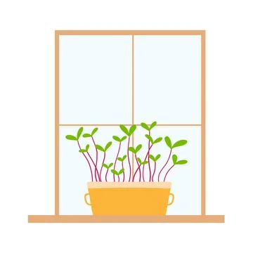Microgreens on the windowsill. Stock Illustration