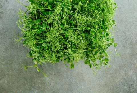 Microgreens. Young sprouts on a gray-blue background. Stock Photos