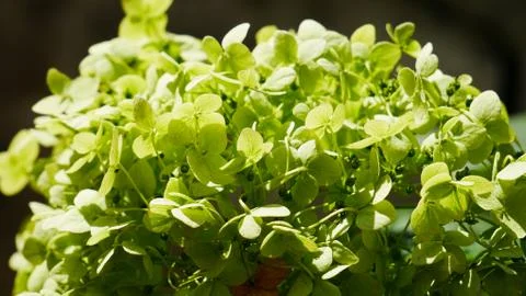 Microgrin plants Closeup Stock Photos