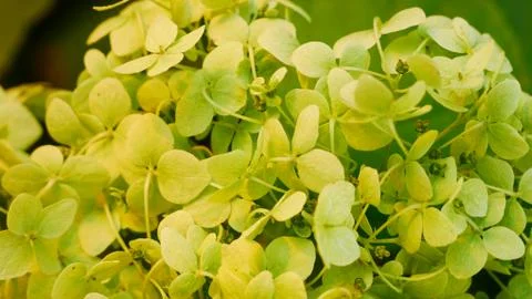 Microgrin plants Closeup Stock Photos