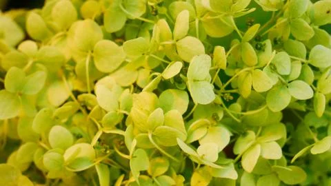 Microgrin plants Closeup Stock Photos