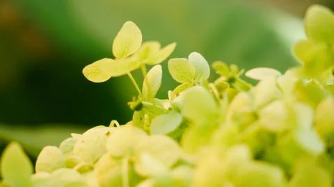 Microgrin plants Closeup Stock Photos