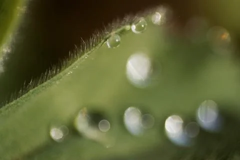 Microhairs Stock Photos