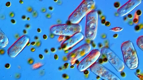 Microlife of protozoa and algae, Mircoscopic view 400x Vídeos de archivo 318246741