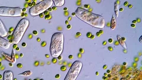 Microlife under microscope, Euglena protozoa and green algae Vídeos de archivo 318246603