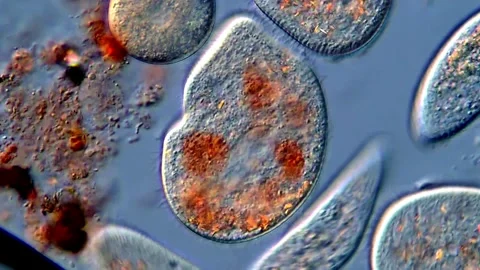 Microlife under microscopy view, movement of protozoa microorganism 스톡 동영상 318249650