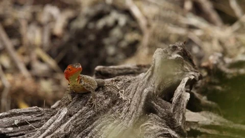Microlophus indefatigabilis (Display behavioral) Stock Footage 99398720