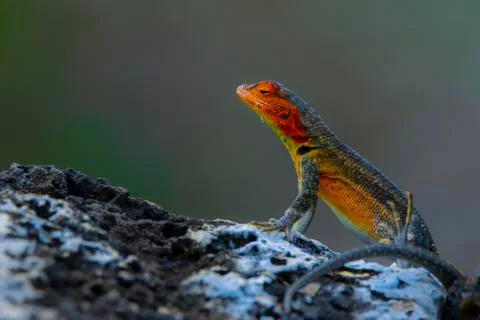 Microlophus indefatigabilis 스톡 사진