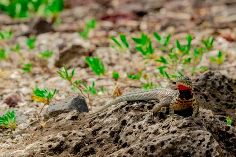 Microlophus indefatigabilis 스톡 사진