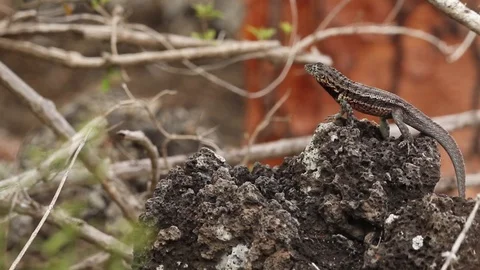 Microlophus indefatigable Stock Footage 99481100