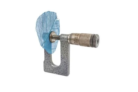 Micrometer measuring a blue skeleton leaf Foto stock