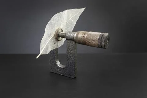 Micrometer measuring a   skeleton leaf, on dark background carbon footprint.. Foto stock