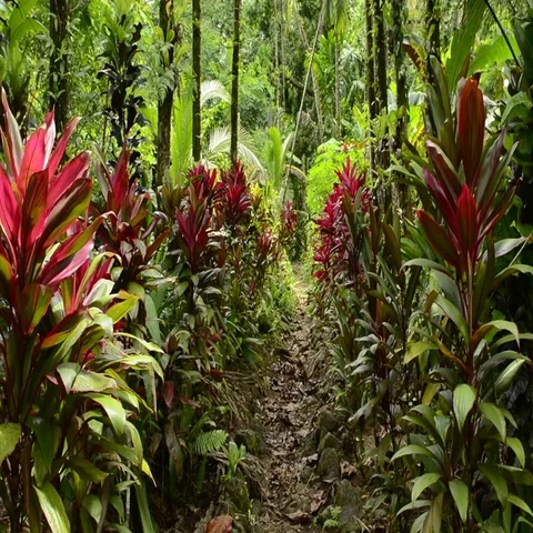 Micronesia beautiful lush rain forests in mountains with plants Vídeos de archivo 69668293