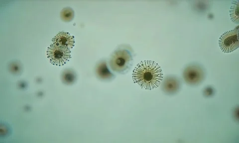 Microorganism Cell Division Microscopic Close Up 4K Vídeos de archivo 347105348