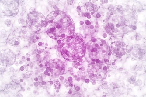 Microorganism cells Stock Illustration