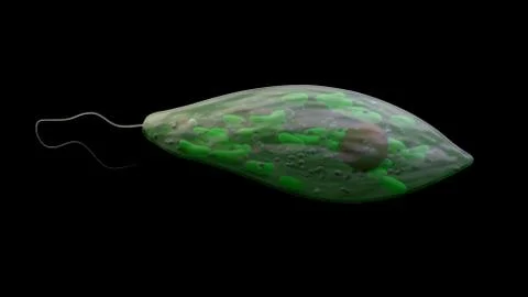Microorganism euglena, protozoa Stock Illustration