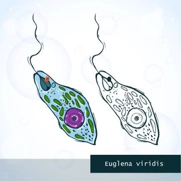 Microorganism Euglena in sketch style, structure Stock Illustration