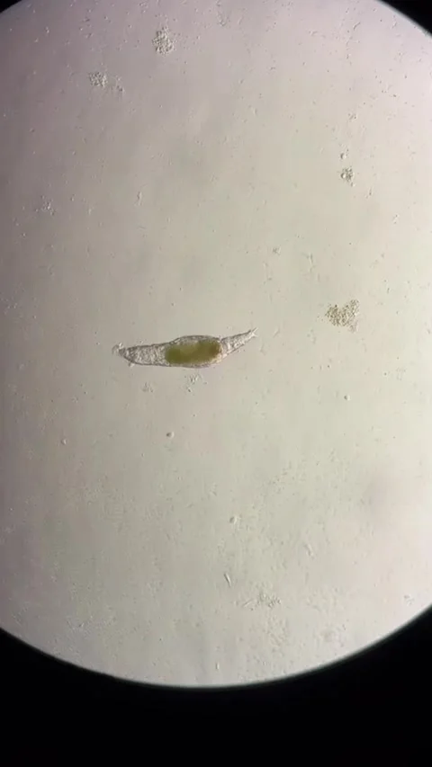 Microorganism with Internal Structures Observed Under Microscope in a Chinese Stock Footage 337915490