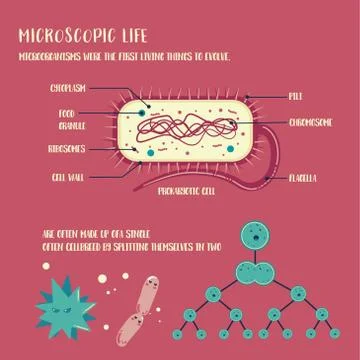 Microorganism life Stock Illustration