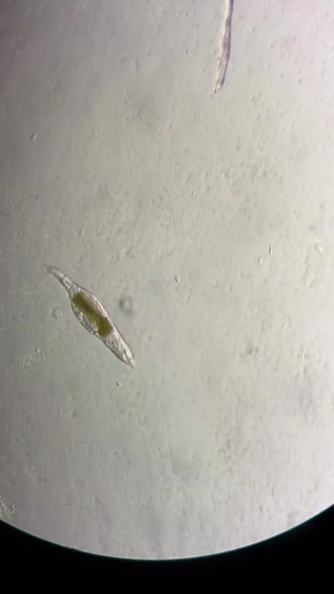 Microorganism Moving Under a Microscope in a Chinese Laboratory Stock Footage 338209522