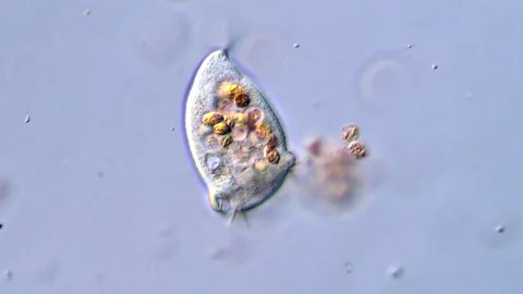 Microorganism in pond water, microscope view 400x 库存影片 318002630