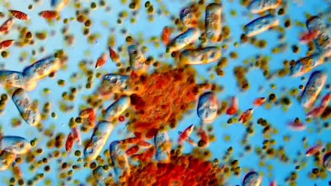 Microorganism in pond water, microscope view 200x magnification 스톡 동영상 318247035