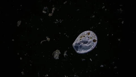 Microorganism in pond water under microscope unicellular organisms Stock Footage 121315431