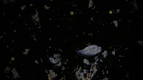 Unicellular Organisms Stock Videos – Royalty-Free HD & 4K Videos | Pond5