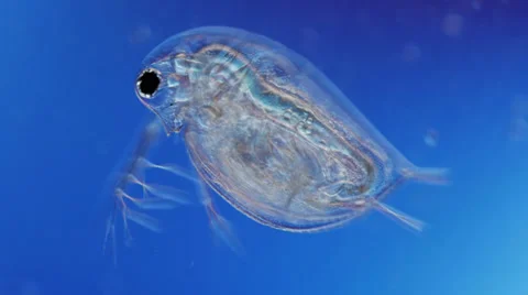 Microorganism under a microscope Stock Footage 32965631