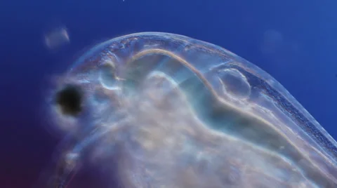 Microorganism under a microscope Stock Footage 32965737