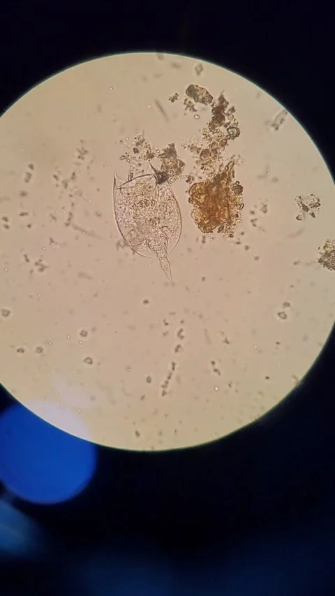 Microorganism under microscope Vídeos de archivo 331847137