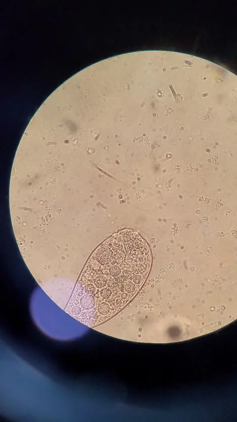 Microorganism under microscope Vídeos de archivo 331847140