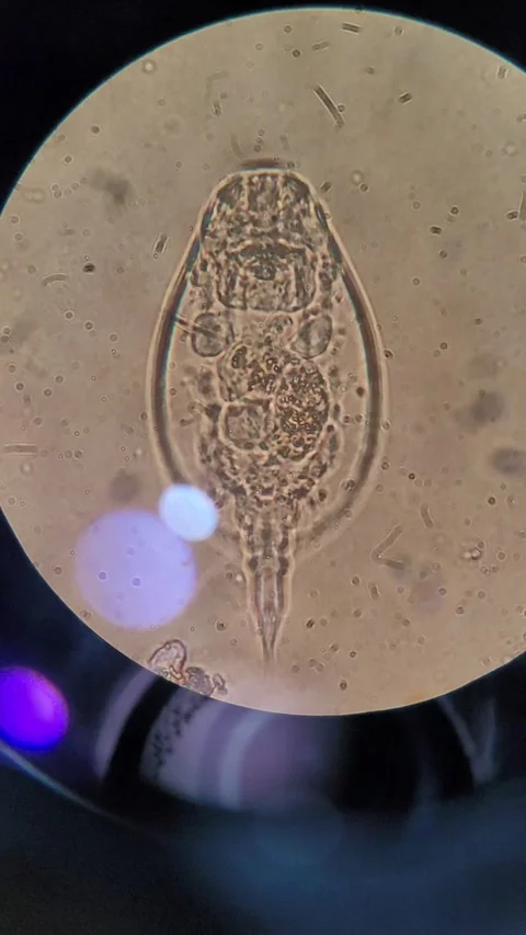 Microorganism under microscope Vídeos de archivo 331847151