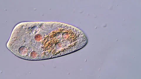 Microorganism under microscopy view 400x magnification 库存影片 318002542