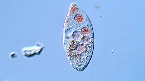 Microorganism under microscopy view, protozoa 库存影片 318002498