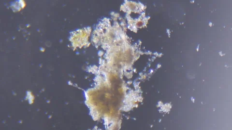 Microorganisms in algae of water river through an optical microscope Stock Footage 333240697