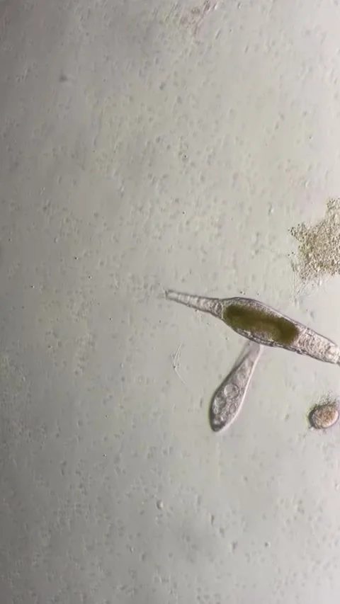 Microorganisms and Protozoa Under a Microscope in a Chinese Laboratory Vídeos de archivo 337915497