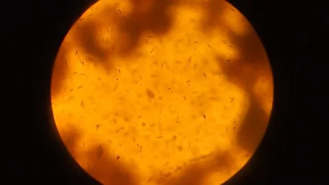Microorganisms in a drop of non-potable water. view through the microscope lens Stock Footage 297187853