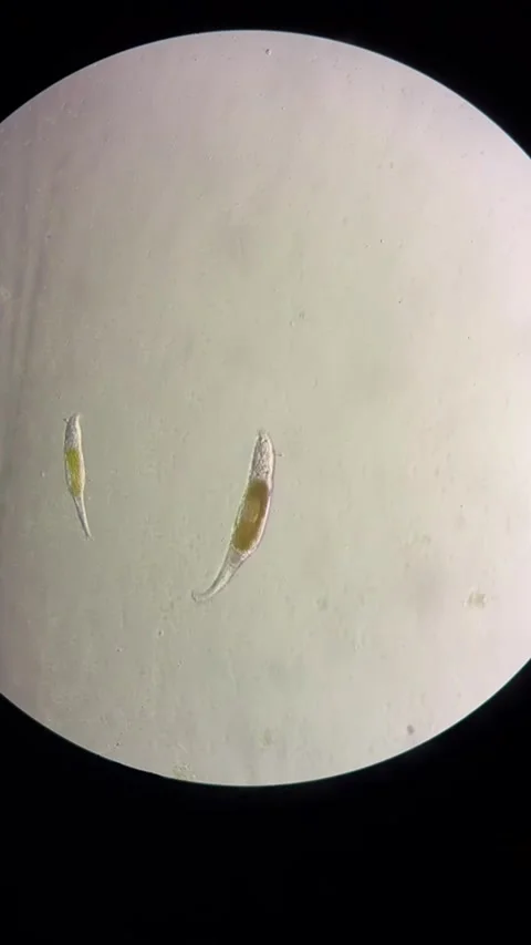 Microorganisms Moving and Interacting Under a Microscope in a Chinese Laboratory Stock Footage 337915492