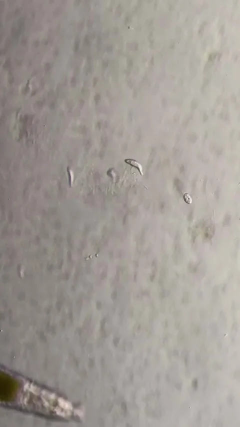 Microorganisms Moving Under a Microscope in a Chinese Laboratory Setting Stock Footage 338209566