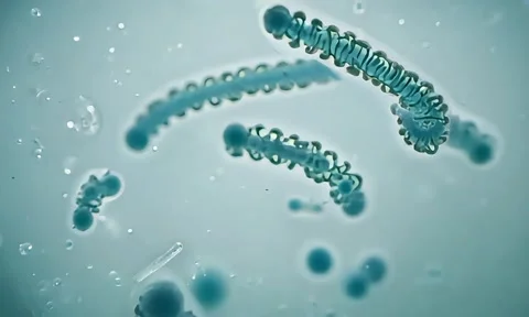 Microorganisms Reproduction Cycle Under Microscope 4K Vídeos de archivo 347105441