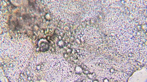 Microorganisms seen microscopically during biology classes 01 스톡 동영상 59556300