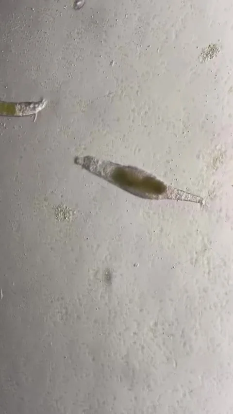 Microorganisms Under Microscope in a Chinese Laboratory Setting Stock Footage 338209710