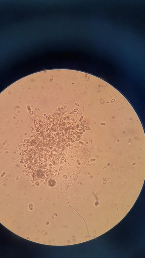 Microorganisms under microscope Vídeos de archivo 331847138