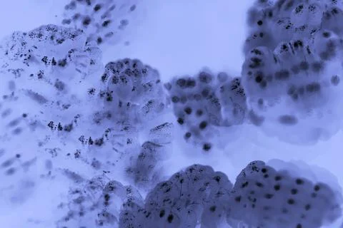 Microorganisms under a microscope. Microbiology and health Stock Photos