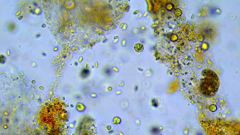 Microorganisms under microscope. Organisms Unicellular. Stock Footage 292124524