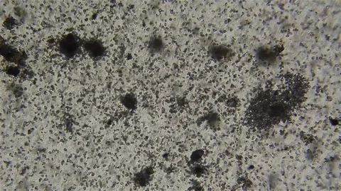 Microorganisms viewed under the optical microscope, which float in a water su Stock Footage 72266693